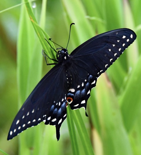 pollinator, leaf壁紙