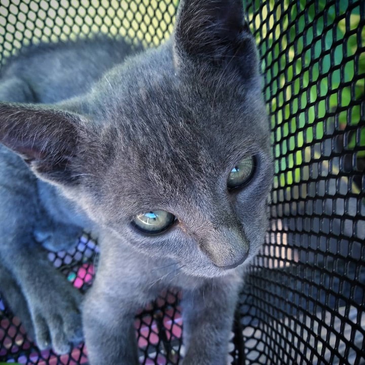 cat
