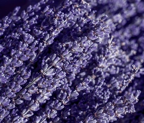 обои broomrapes, blue