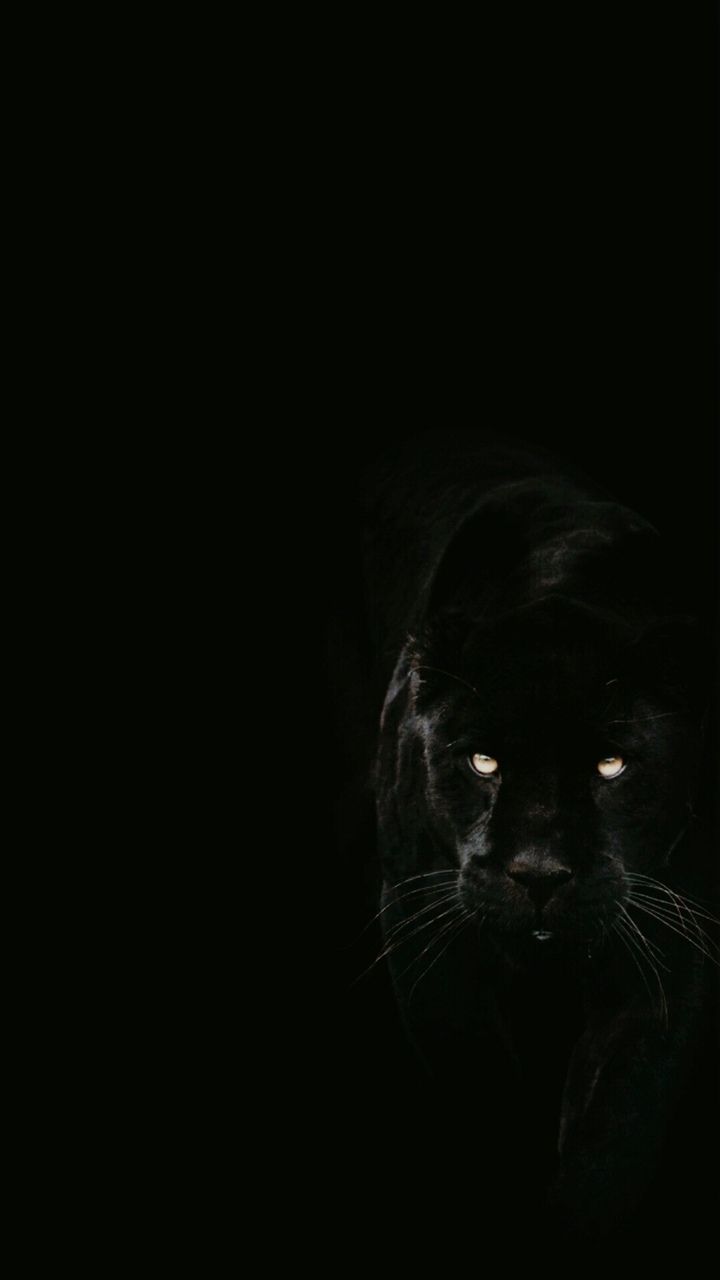 Panther