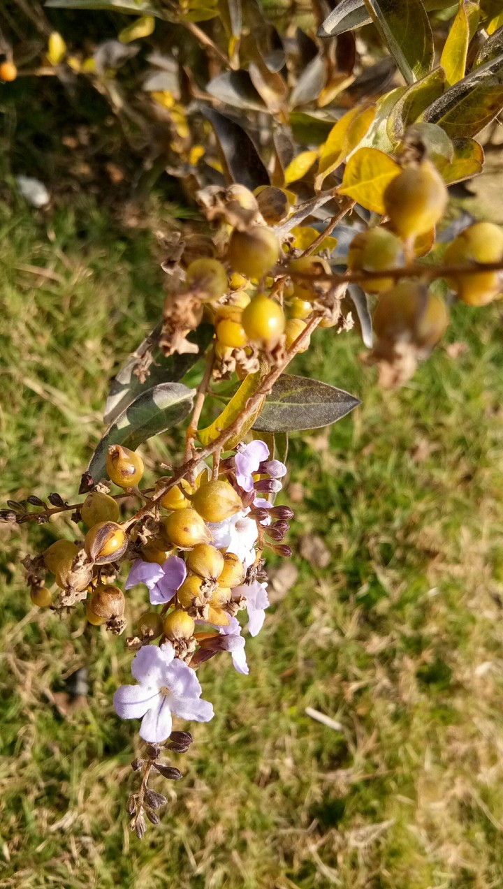 natuer
