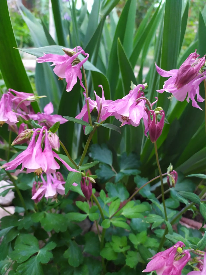 цветочки, flowers