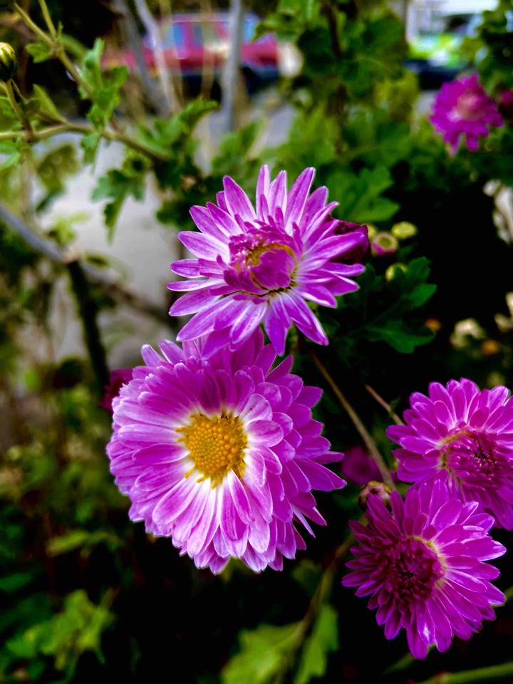 Purple flower