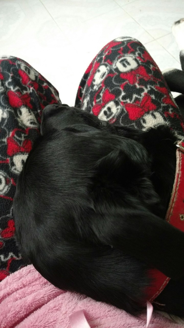 dog, beautiful
