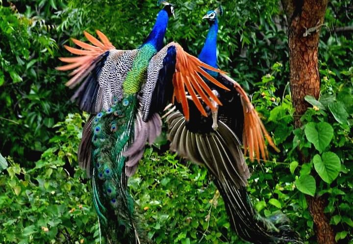 Peacock