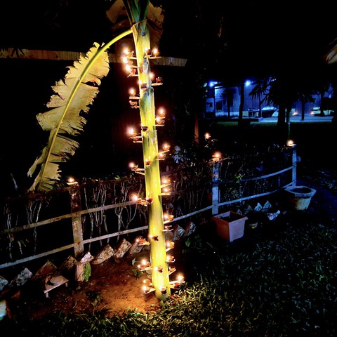 bnana tree