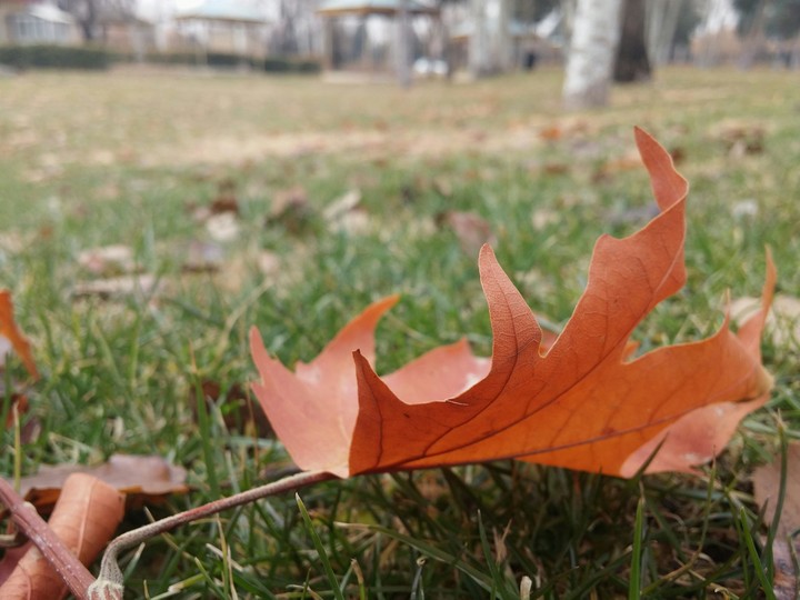 leaf in fall