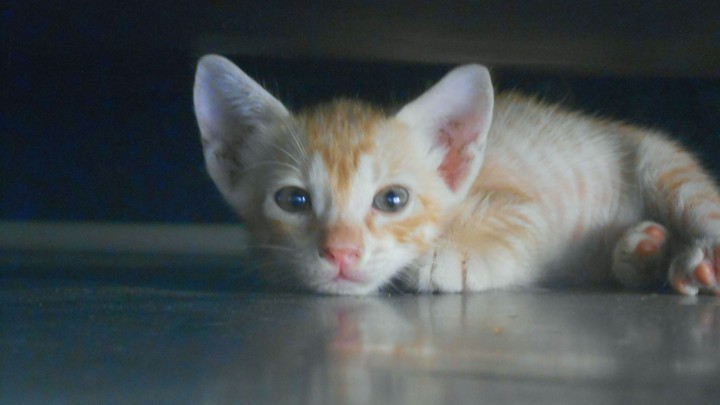 Calm kitty