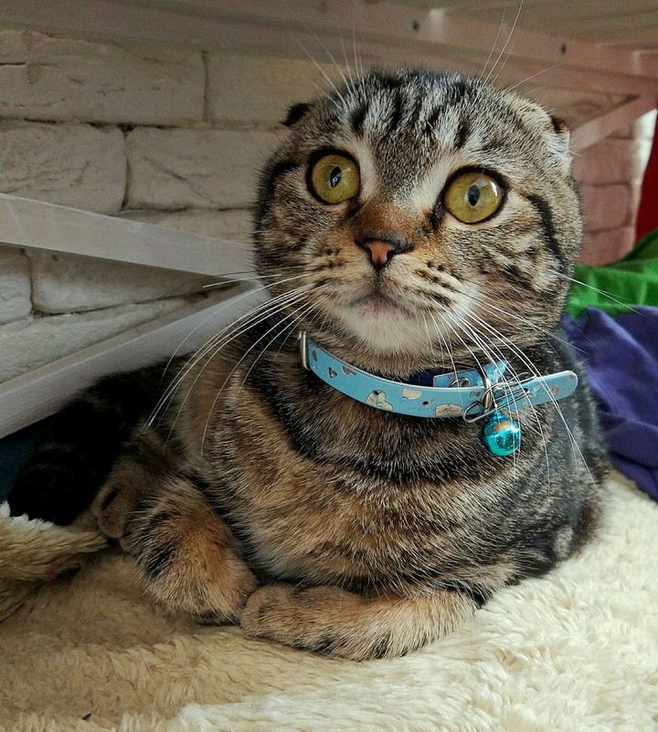 Фея