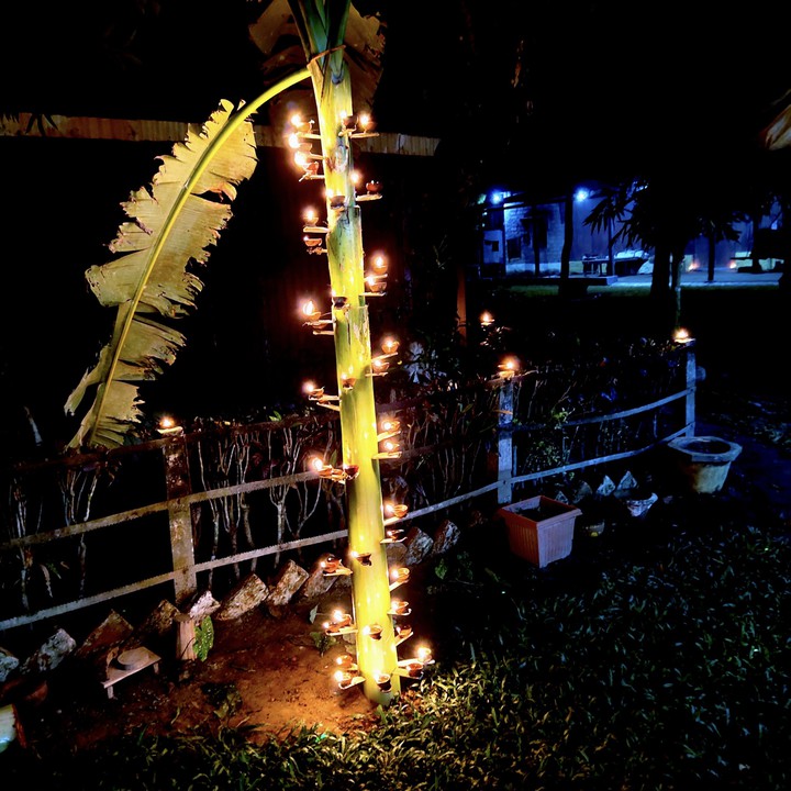 bnana tree
