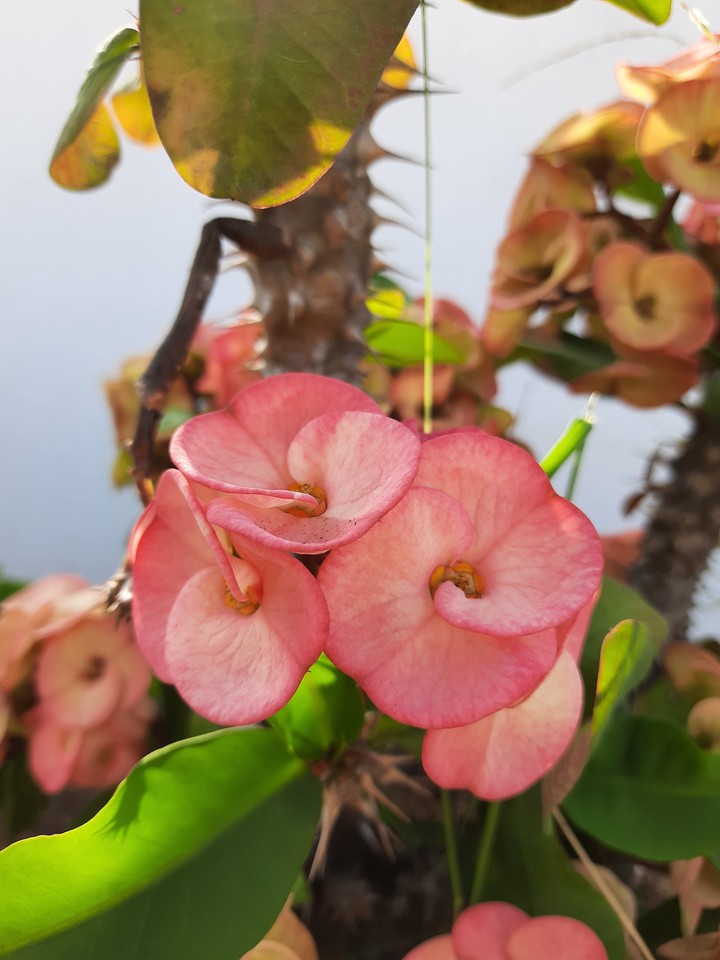 Flower