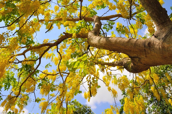 Golden shower tree