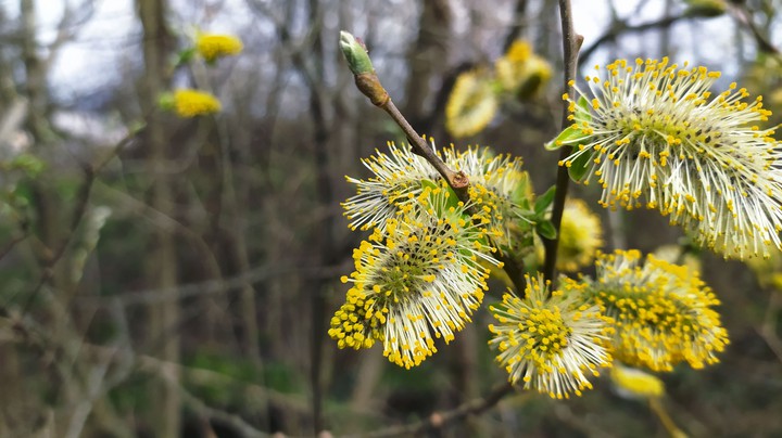 Spring