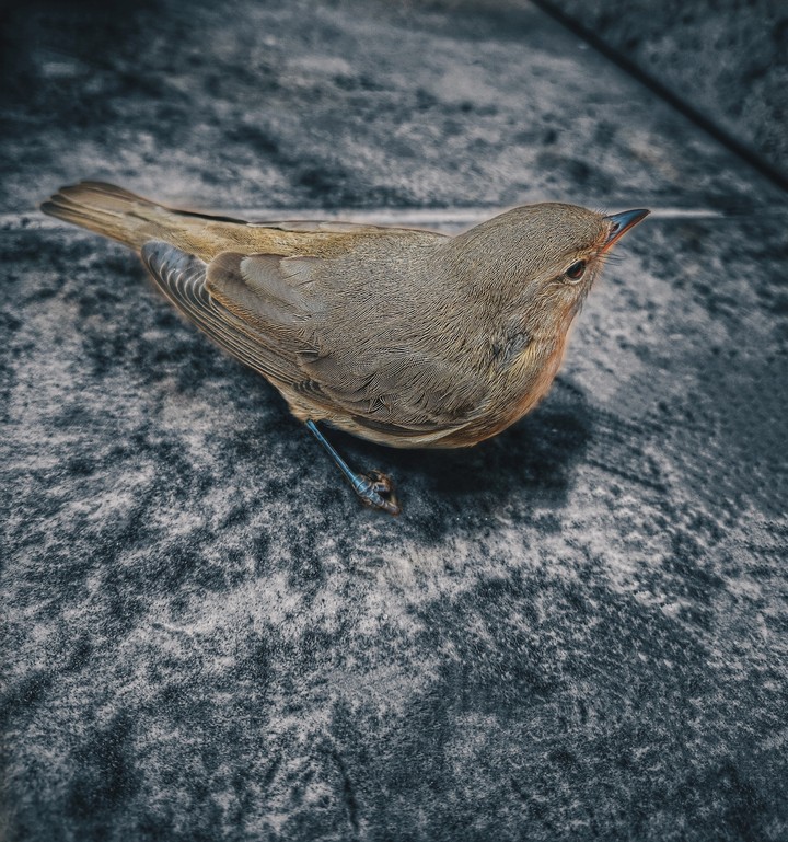 Bird❤️