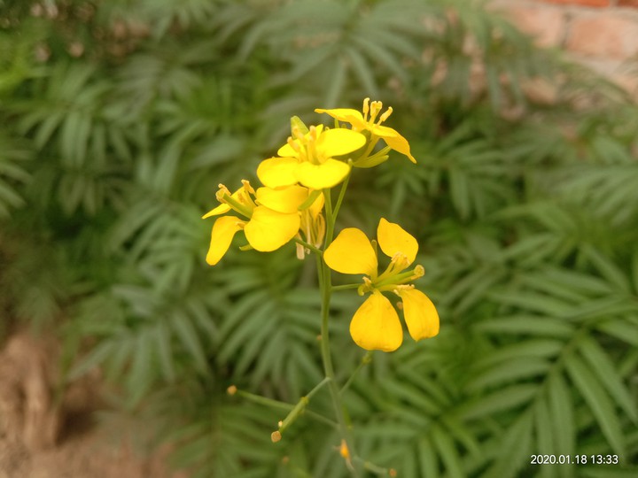 Yellow flower..