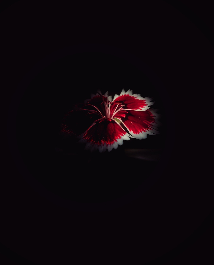 dark love