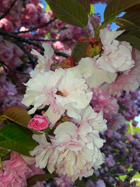 spring