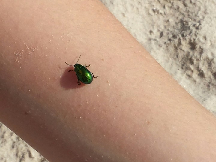 Little bug