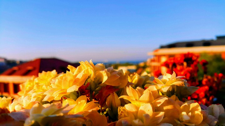flowers sunlight