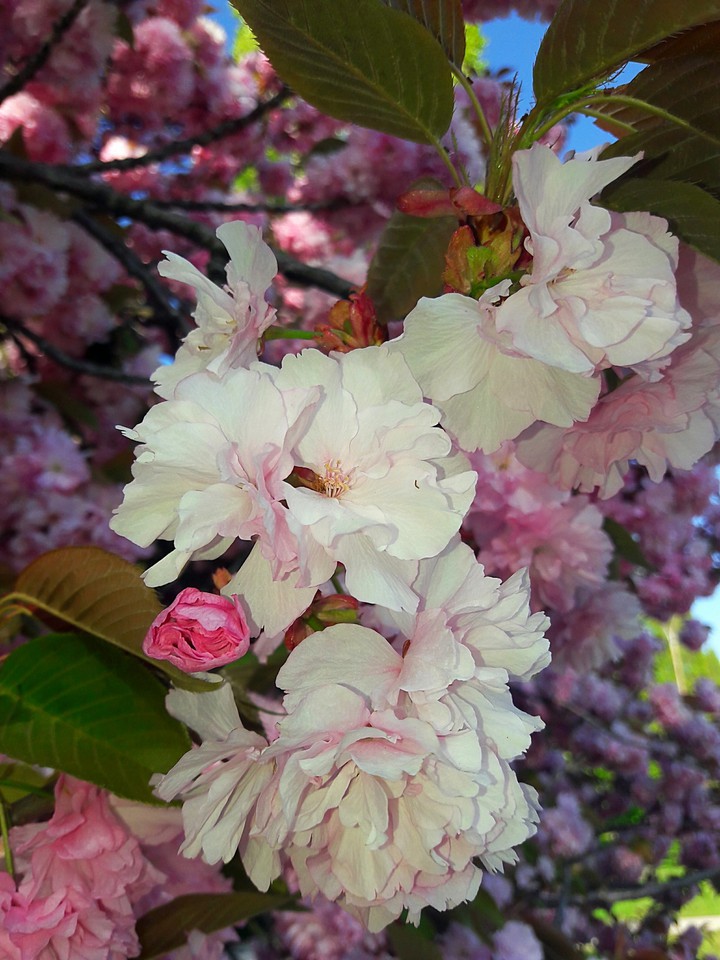 spring