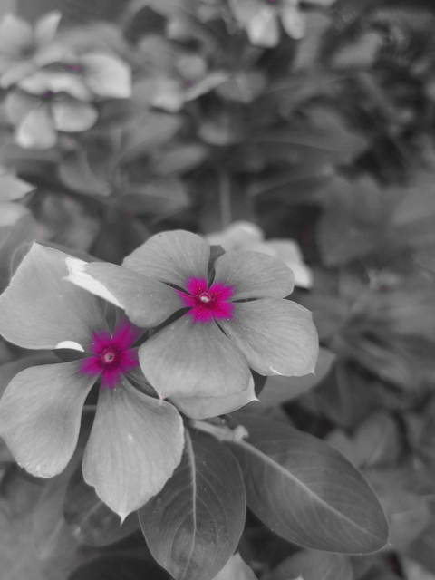 flores