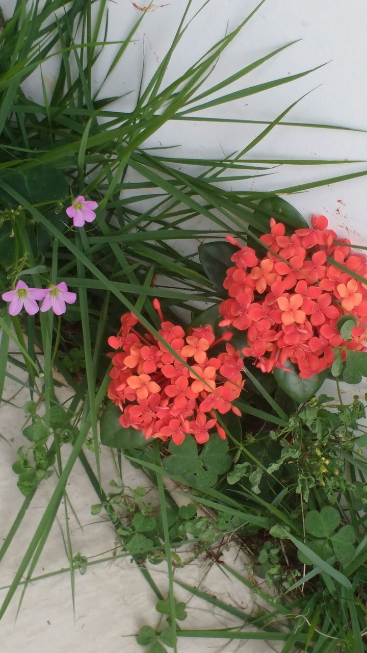 flowers