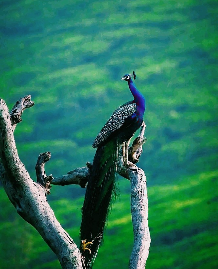 Peacock  ❤