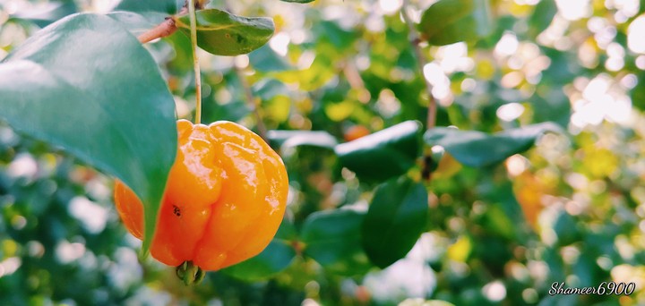 cherry fruit