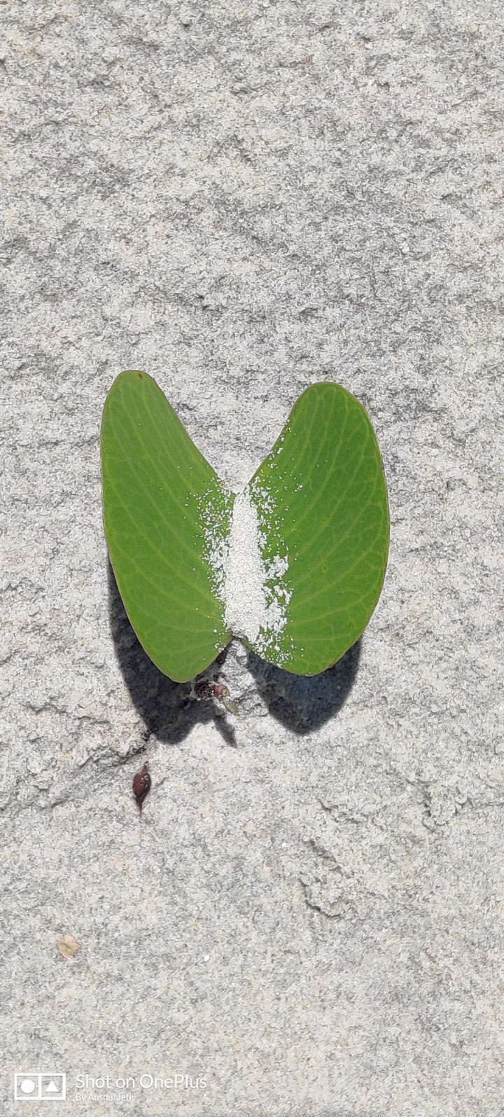 Beach Sand Butterfly