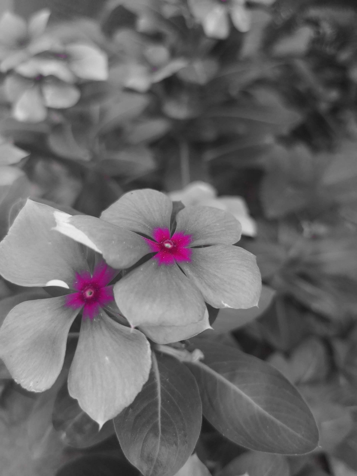 flores