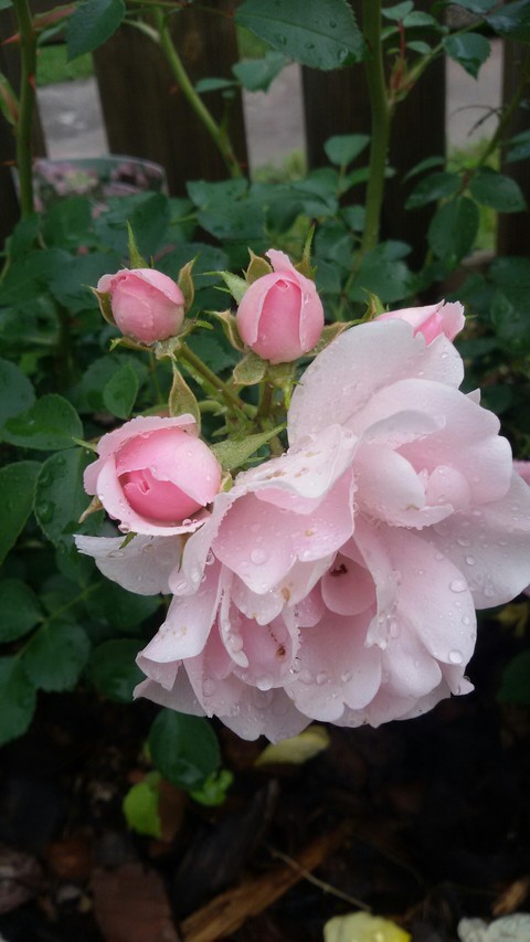 rose del mio giardino