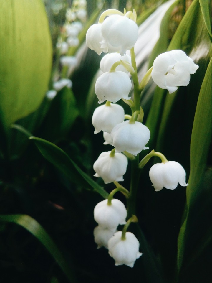 lily of the valley
