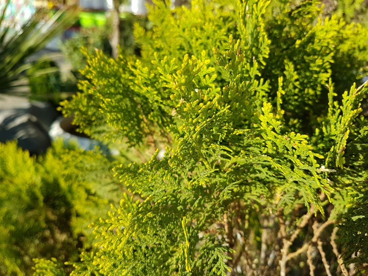 tree HD