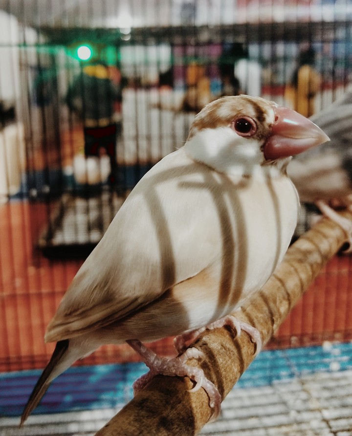 bird on net
