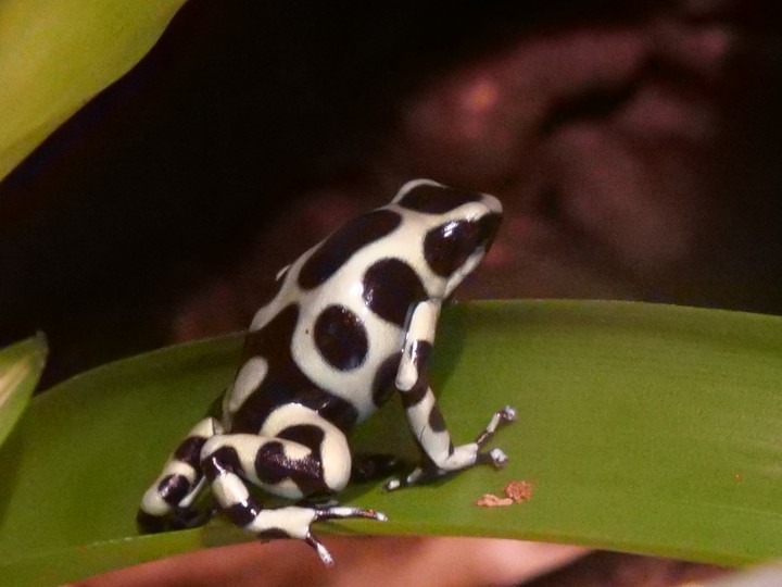 Frosch/Frog