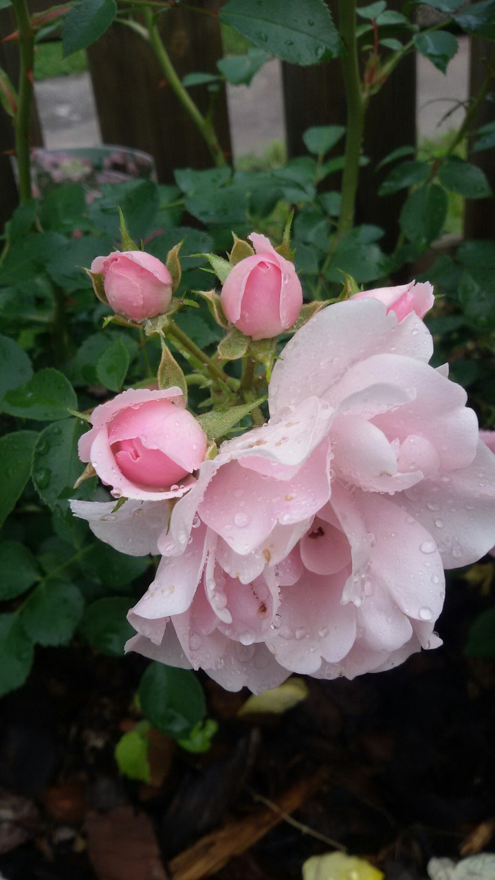 rose del mio giardino