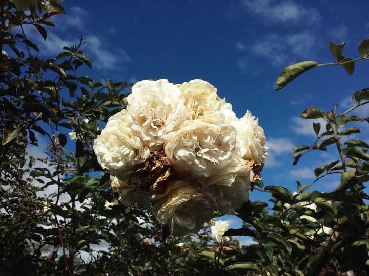 Rosas Blancas