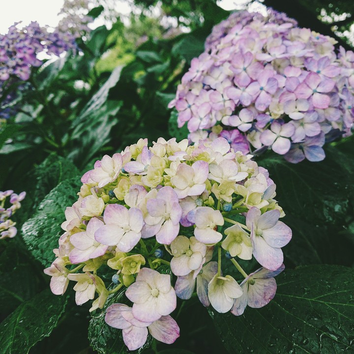 紫陽花
