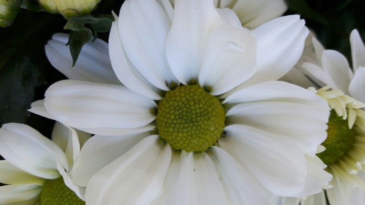 Blüten zauber