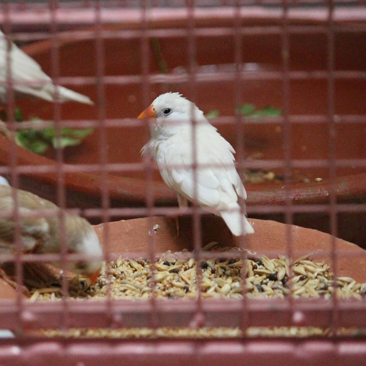 Beautiful bird