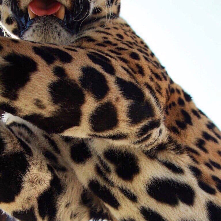 леопард