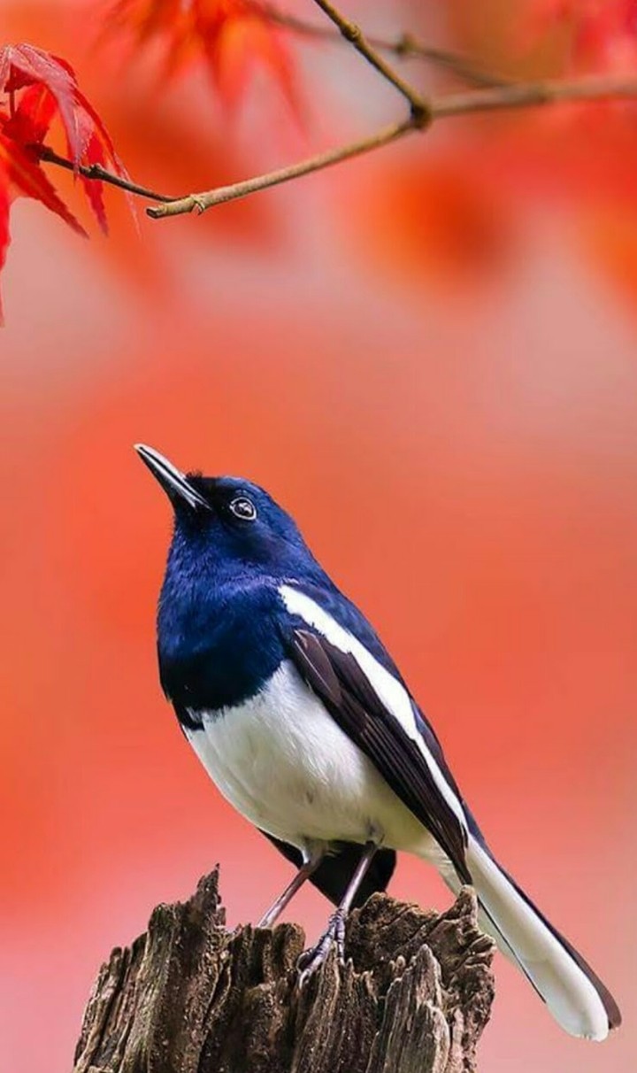 bird