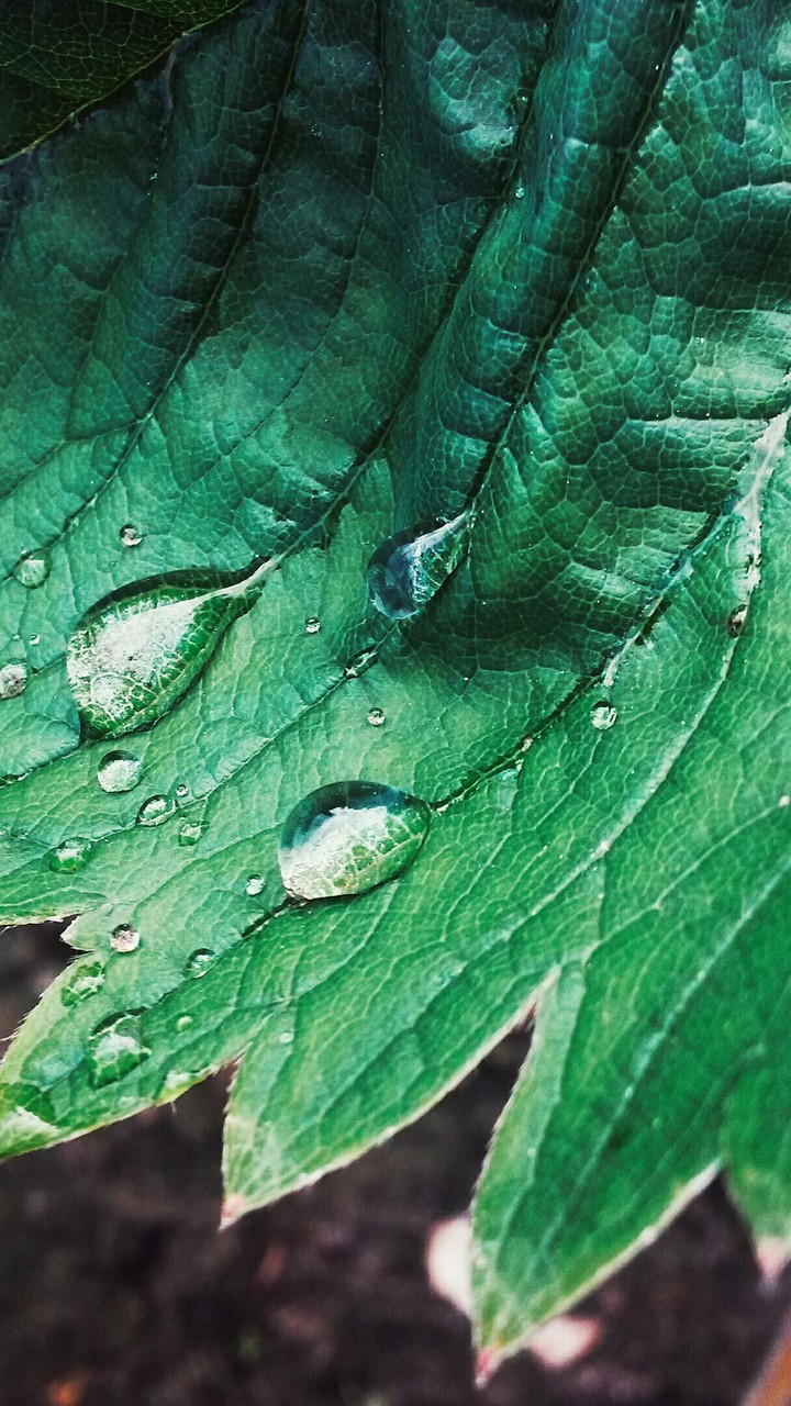 dew on a leaf