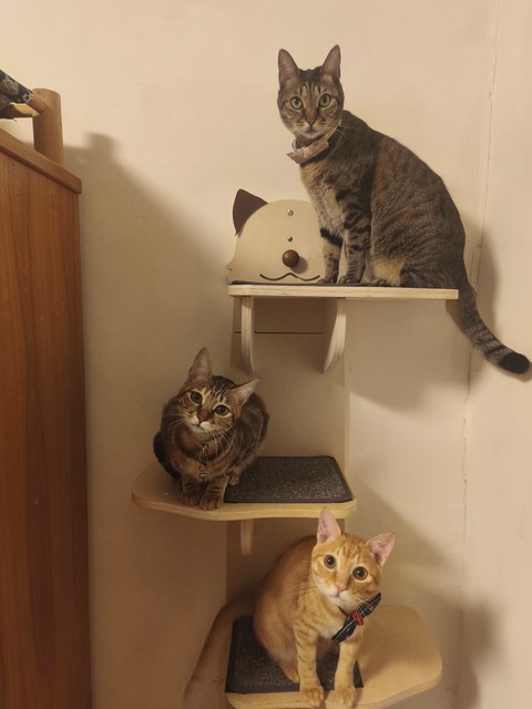 고양이 배경화면