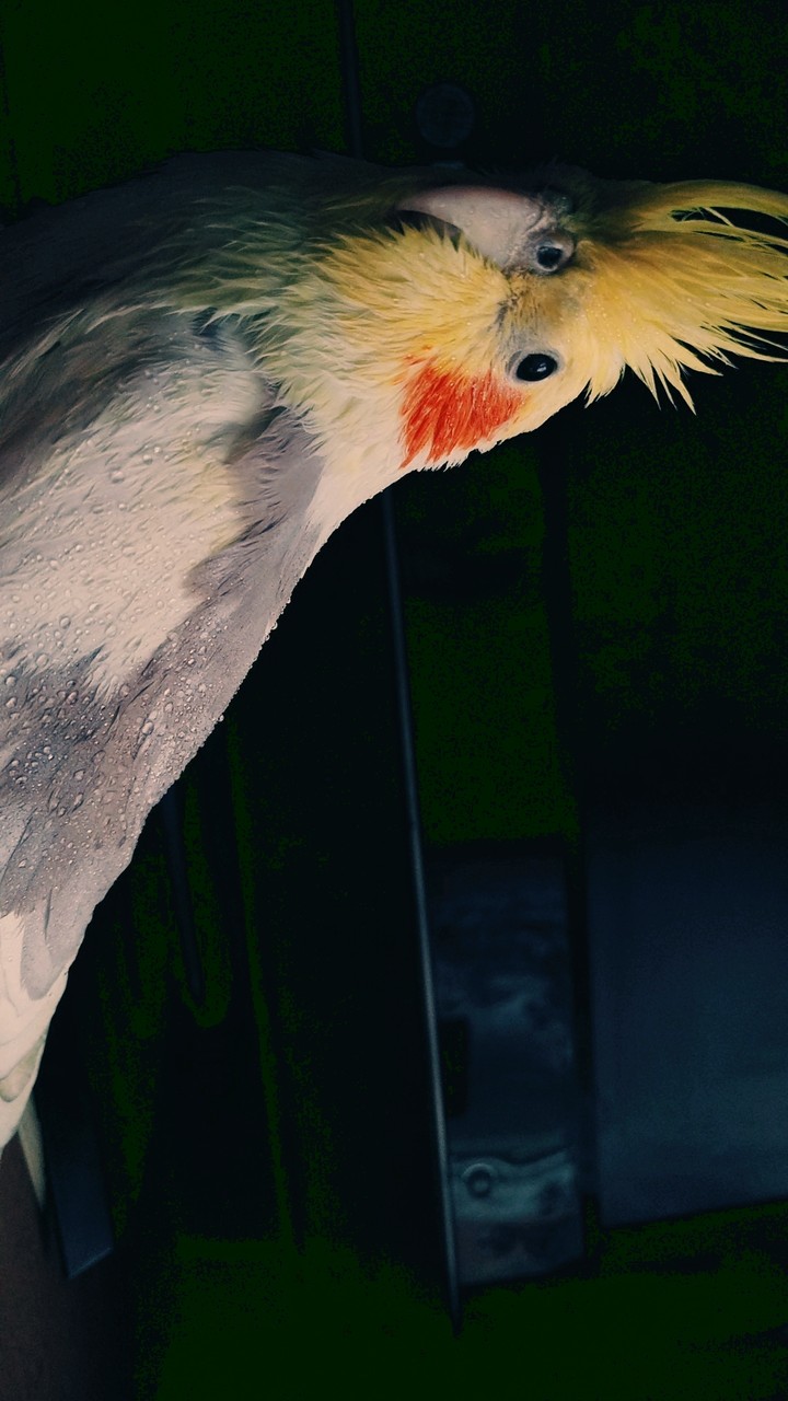 cockatiles❤️❤️