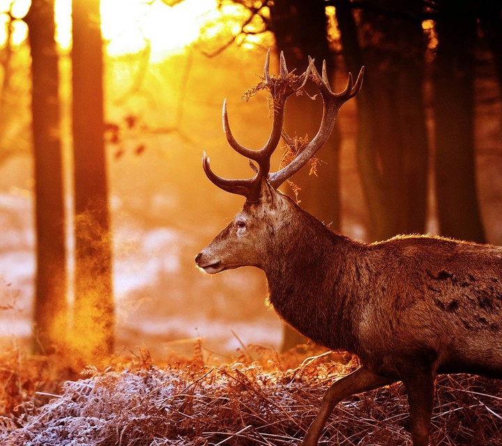 Nature