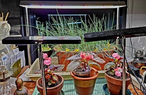 flowerpot, houseplant wallpapers