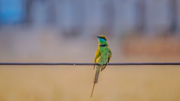 green bird