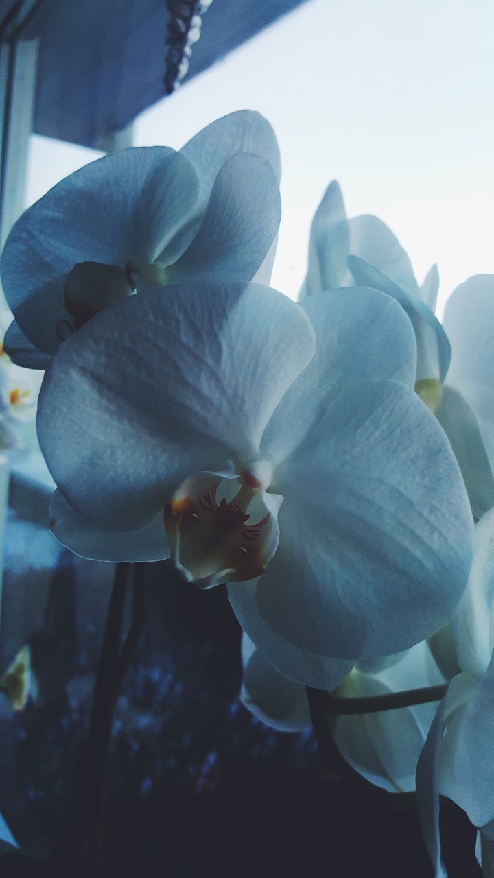fragile  flower