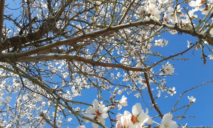 spring